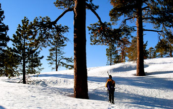 Photo of a researcher walking through the snow-covered forest in Sequoia National Park.