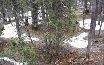 Photo of a forest floor with patches of snow.