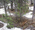 Photo of a forest floor with patches of snow.