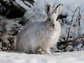 A hare sits on snow-covered ground.