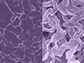 Scientists fabricate a new anode material for a rechargeable battery technology.