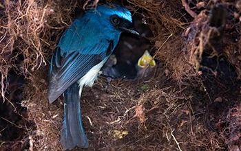 an indigo flycatcher visits its nest
