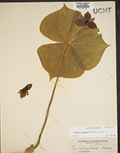 Scientists study DNA preserved in herbarium specimens like this red trillium.