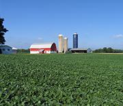 Kellogg Biological Station LTER scientists also conduct research on soybean crops.