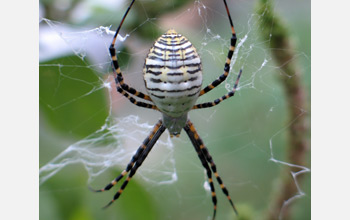 Photo of a banded garden spider waiting for prey to become entangled in its web.