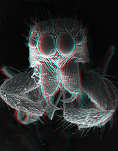 A jumping spider’s fangs in 3D