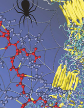 Illustration showing the nanoscale structure of silks.