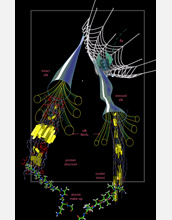 how a spider web responds to stress, from web scale to the scale of proteins