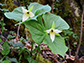 Trillium erectum