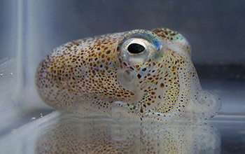 adult Hawaiian bobtail squid