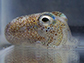 adult Hawaiian bobtail squid