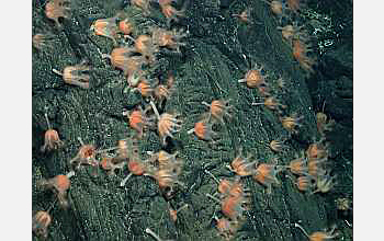 Photo of jellyfish at deep-sea hydrothermal vents in the Pacific Ocean.