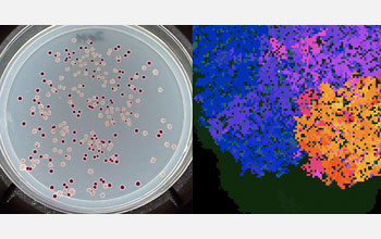 Photos of E. coli cultures and populations of self-replicating digital organisms.
