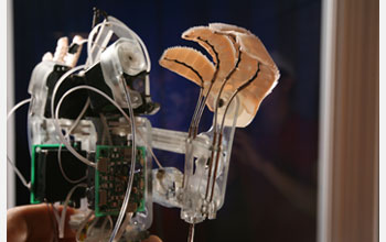 Photo of the robot stickybot.