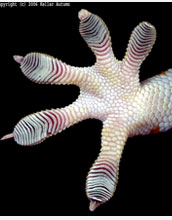 Photo of a gecko's foot.