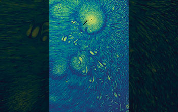 Water striders swim across water sprinkled with thymol blue