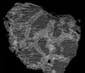 Image composed of stacked autotraced rock sections showing the ellipical fossil.