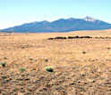 Photo of a desert grassland with mountains in the background.