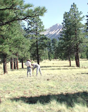 Photo of the ponderosa pine meadow study site with two researchers taking samples.