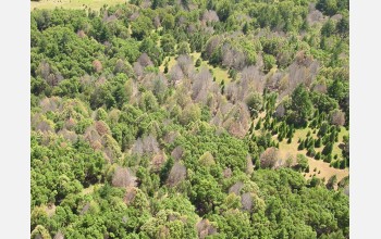 EID scientists will study sudden oak death in California.