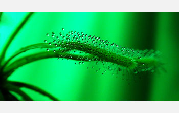 a sundw leaf showing tentacles that secrete a powerful adhesive.