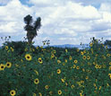 Photo of wild sunflowers in Nuevo Leon in the foothills of the Sierra Madre Oriental mountains.