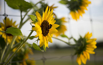 Sunflowers at UGArden