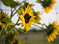 Sunflowers at UGArden