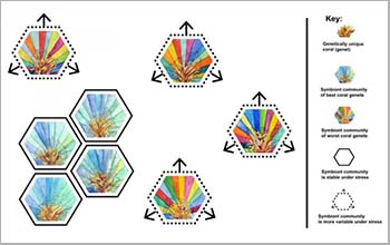 relationship between dinoflagellate symbiont diversity and coral host tolerance to climate stress