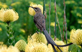 Photo of a Cape sugarbird resting on a protea flower.
