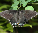 Photo of the black female form of the Appalachian tiger swallowtail.