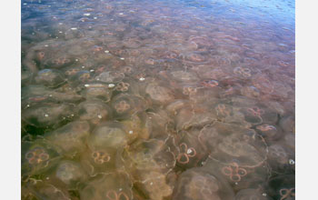 Photo of a dense jellyfish swarm in the Gulf of Mexico