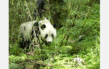 Scientists will conduct research on the interaction of pandas, humans and ecosystems in China.