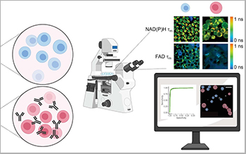 new technique differentiates T cells