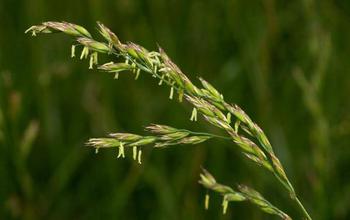 EEID biologists will conduct research on the microbiome of a widespread grass called tall fescue.