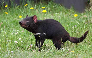 Research on Tasmanian devil offers new insights into tackling human cancer