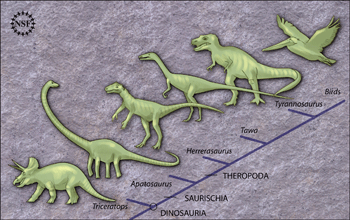 Illustration shows howTriassic dinosaur <em>Tawa hallae</em> relates to other early dinosaurs