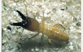 Photo of a termite soldier, Zootermopsis nevadensis, with its mandibles open.