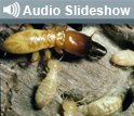 Close up photo of termites and the words Audio Slideshow