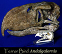 Fossil skull of the terror bird compared with the skull of a modern-day golden eagle for scale.