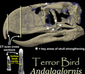 CT scan of the skull of the terror bird where gray is the fossil and lavender is rock.