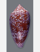 Cone snail species <em>Conus textile</em>