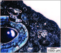 Thin-section of the gorgonopsian jaw, from halfway along the length of the canine root.