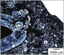 Thin-section of the gorgonopsian jaw. The small circles form a compound odontoma.