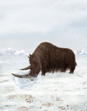 Artist's reconstruction of Tibetan woolly rhino.