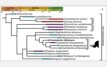 Phylogenetic relationship of woolly rhinos and their close relatives over geologic time.