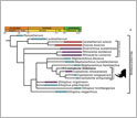 Phylogenetic relationship of woolly rhinos and their close relatives over geologic time.