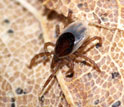 Photo of a nymphal blacklegged tick on leaf litter.