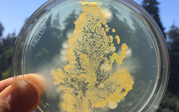 plate of agar stamped with the leaf of a greenhouse-grown tomato plant