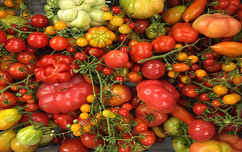 sample of the wild, intermediate and cultivated tomatoes